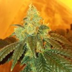 Bred by 42 - Chinatown Hustle