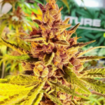 42 - Magnum Pie