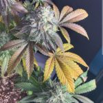 42 - Bubble Butt (F)