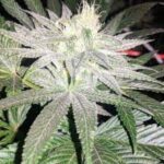 Cross of The Titan F2