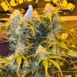 Honey Bean (Holy Trees X Vanilla Bean Kush) w/ Freebies