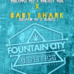 Pineapple Piss x Baby Shark