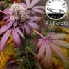 RJ Purple