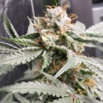 BUBBA'S GLUE