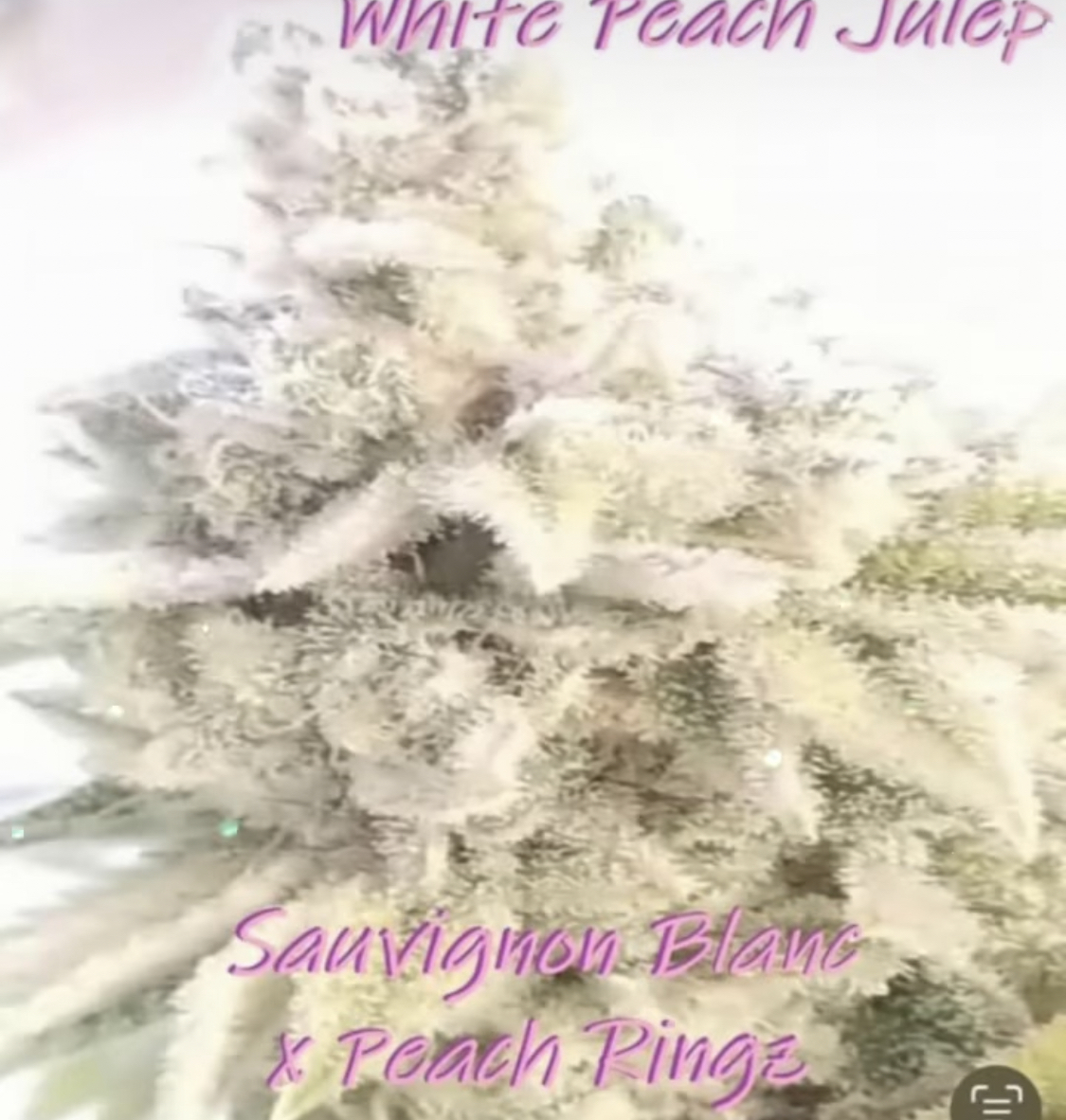 White Peach Julep