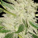 Johnny Limited Edition