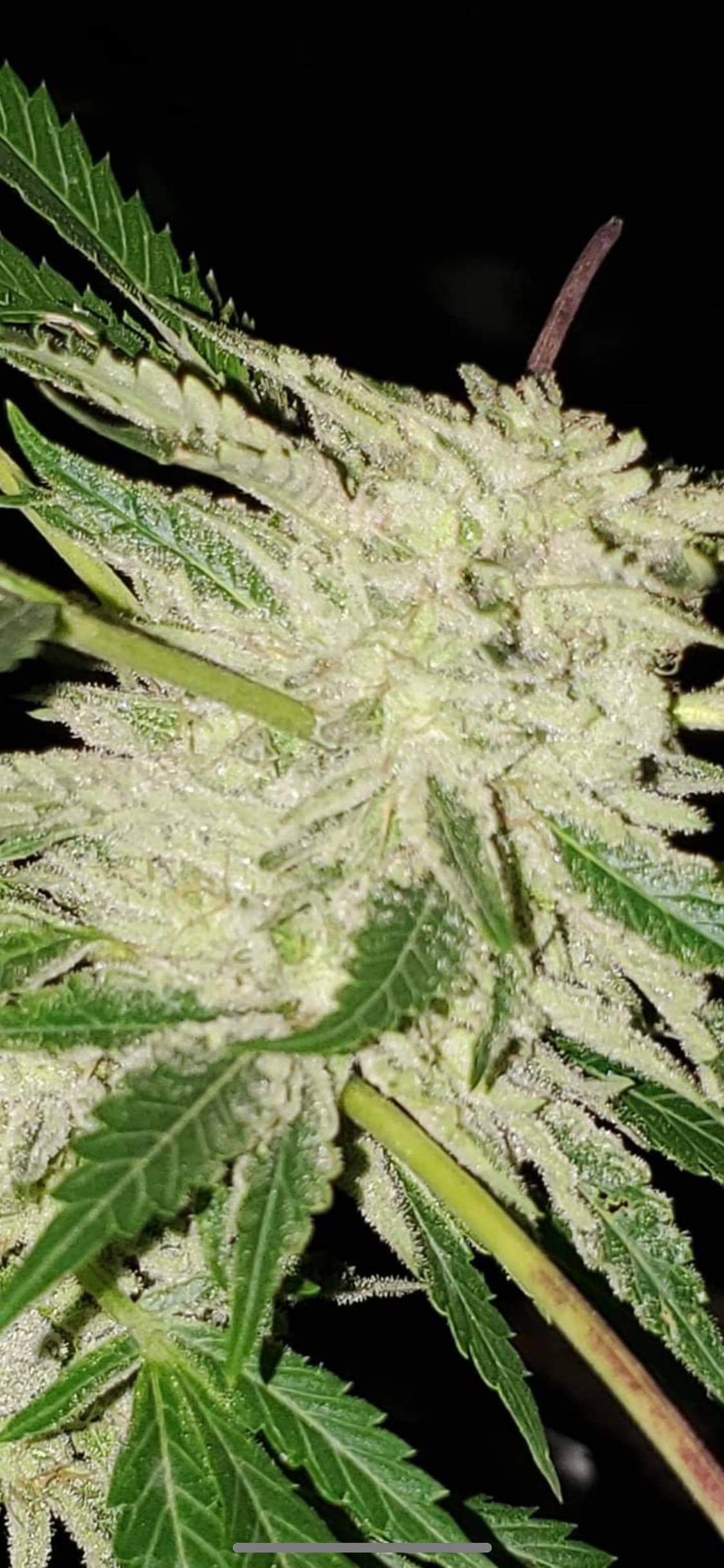 Johnny Limited Edition