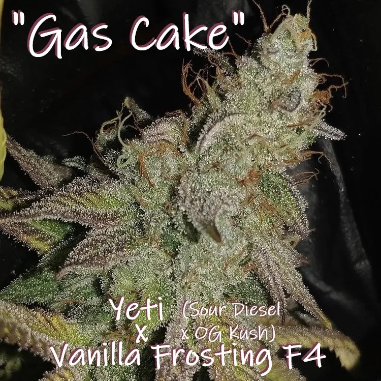 Gas Cake