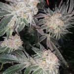 Peanut Butter Falcon F1