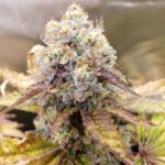 TKLATO X Obama Kush
