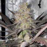 Bucket of Glue
