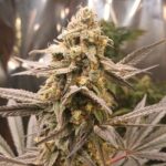 Platinum birthday cake x Apples & Bananas 5 pack Photo fems